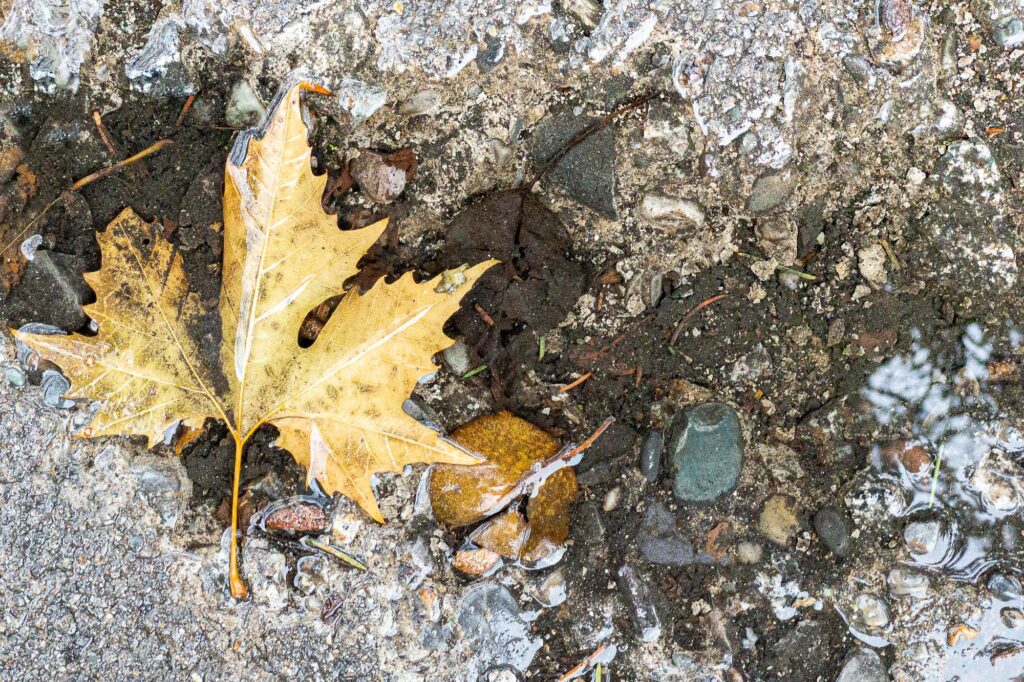 Photograph;  A crevice in a sidewalk filled with water, stones, sticks, silt, and an autumn leaf in winter.