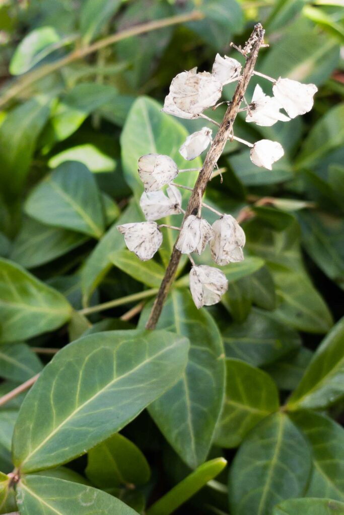 Photograph; Dried flowers of a grape hyacinth in winter, in a bed of green leaves