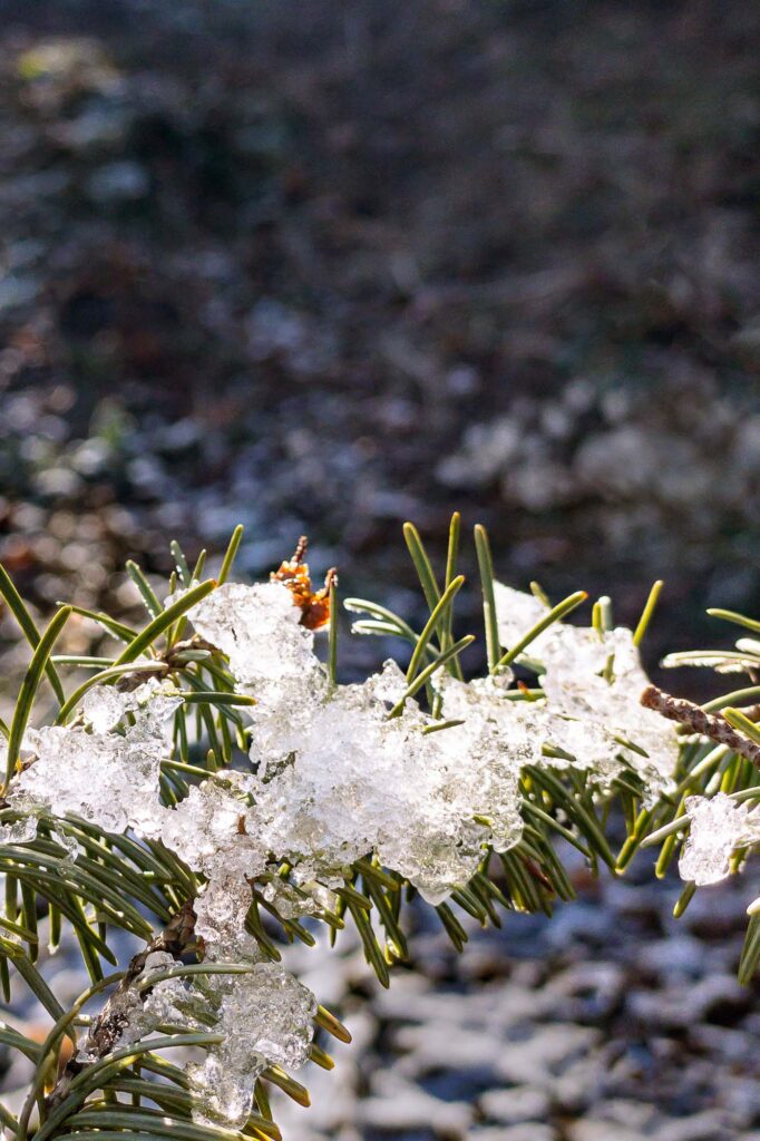 Photograph; Clumps of ice along the curved branch of a pine tree in morning sunlight.