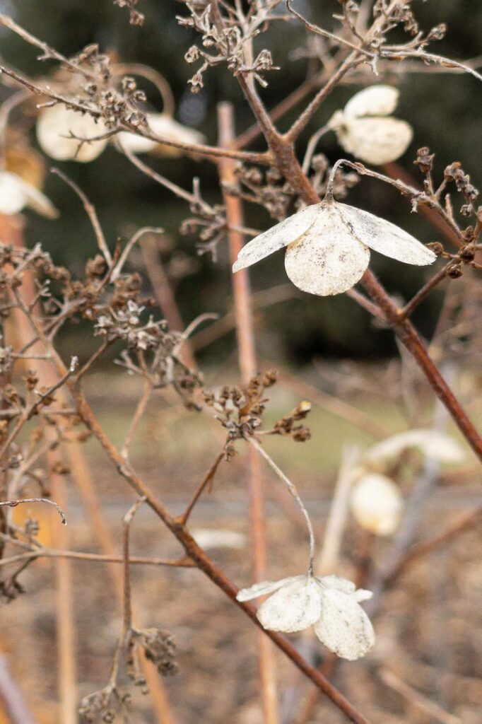 Photograph; A panicle hydrangea bloom in winter.