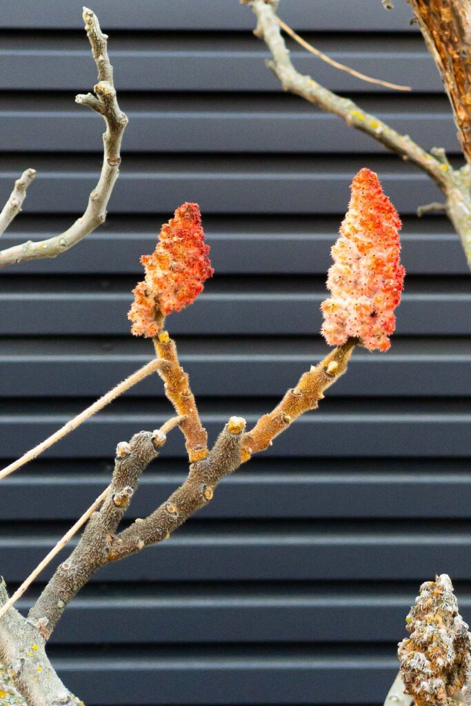 Photograph; A yellow, orange, and red sumac in February in front of a dark gray metal wall.