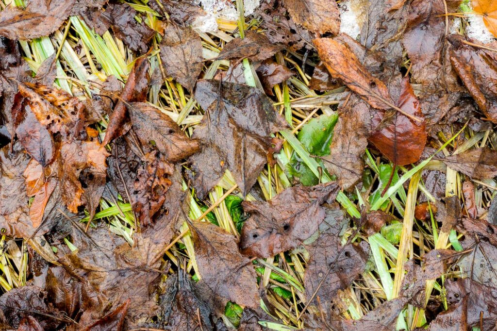 Photograph; Late winter, wet from melting snow and rain, autumn leaves and green grasses.