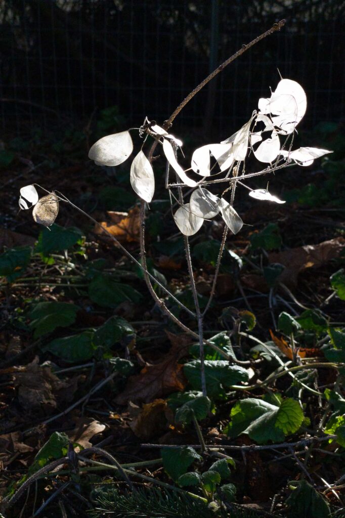 Photograph; An Annual Honesty plant in winter (Lunaria Annua) in a spot of sunlight under the pine trees.