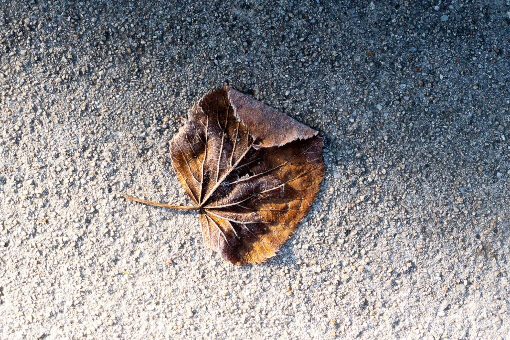 Photography; A leaf in the road, frosted in its shadows,-unfrosted in the sunlight, half in shadow half in the sun.