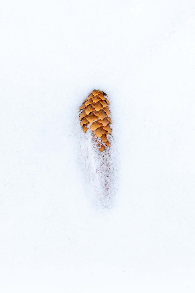 Photograph; A pine cone half covered in snow after a storm.