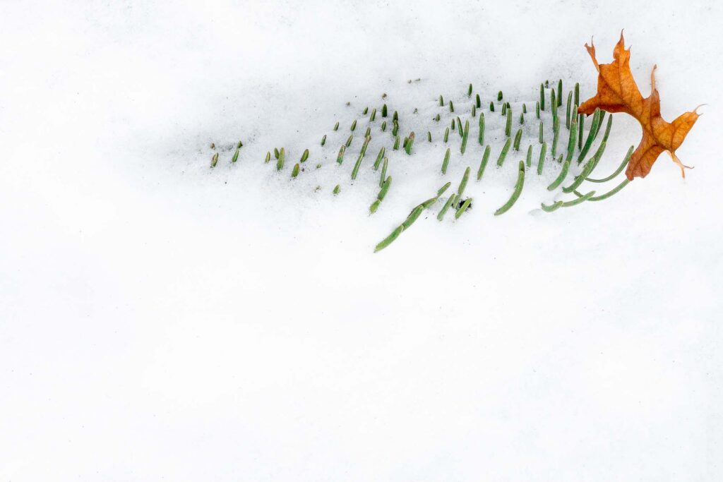 Photograph; pine needles sticking up out of the snow holding a leaf.
