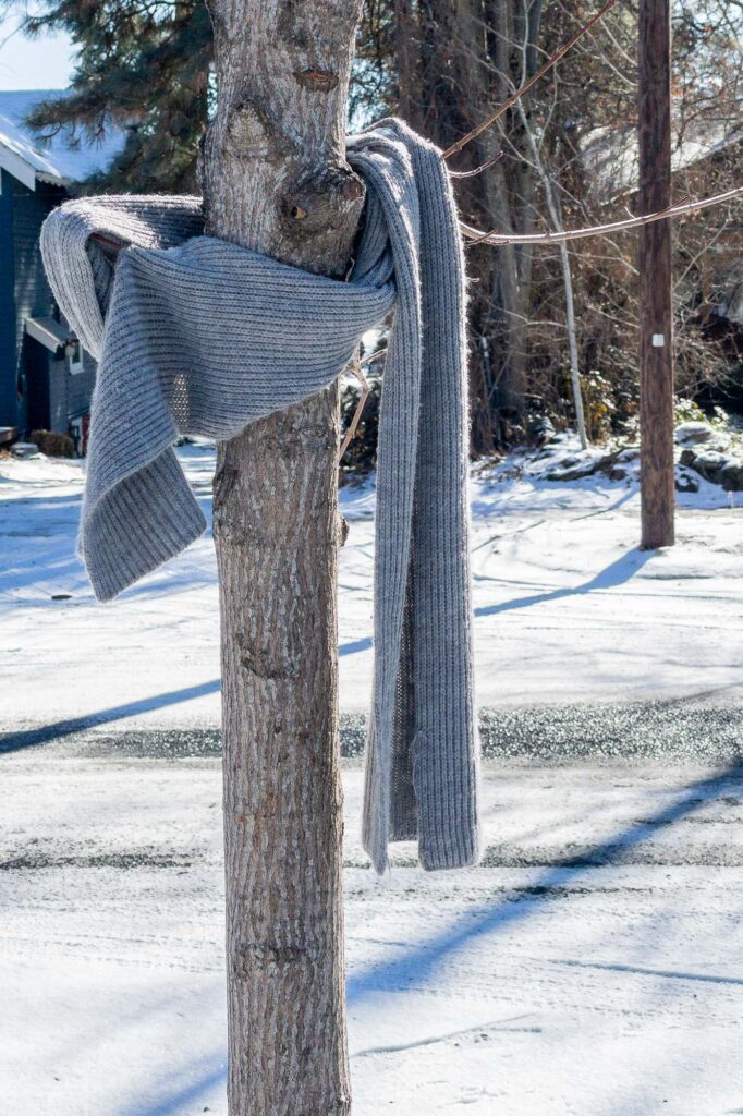 Photograph; a scarf wrapped around a tree on a sunny winter day with snow on the ground.