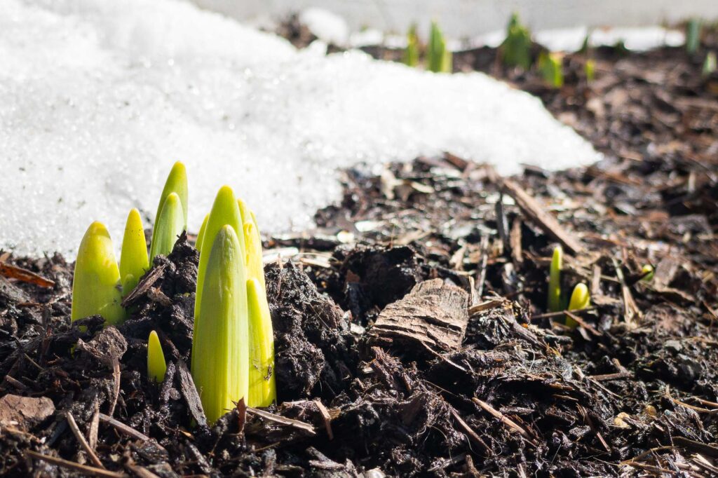 Photograph; Bulbs in a flower bed sprouting between a mount of snow.