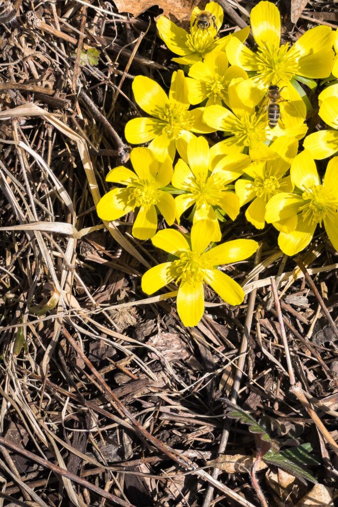 Photograph; Two bees on winter aconite blooms in a flower garden.