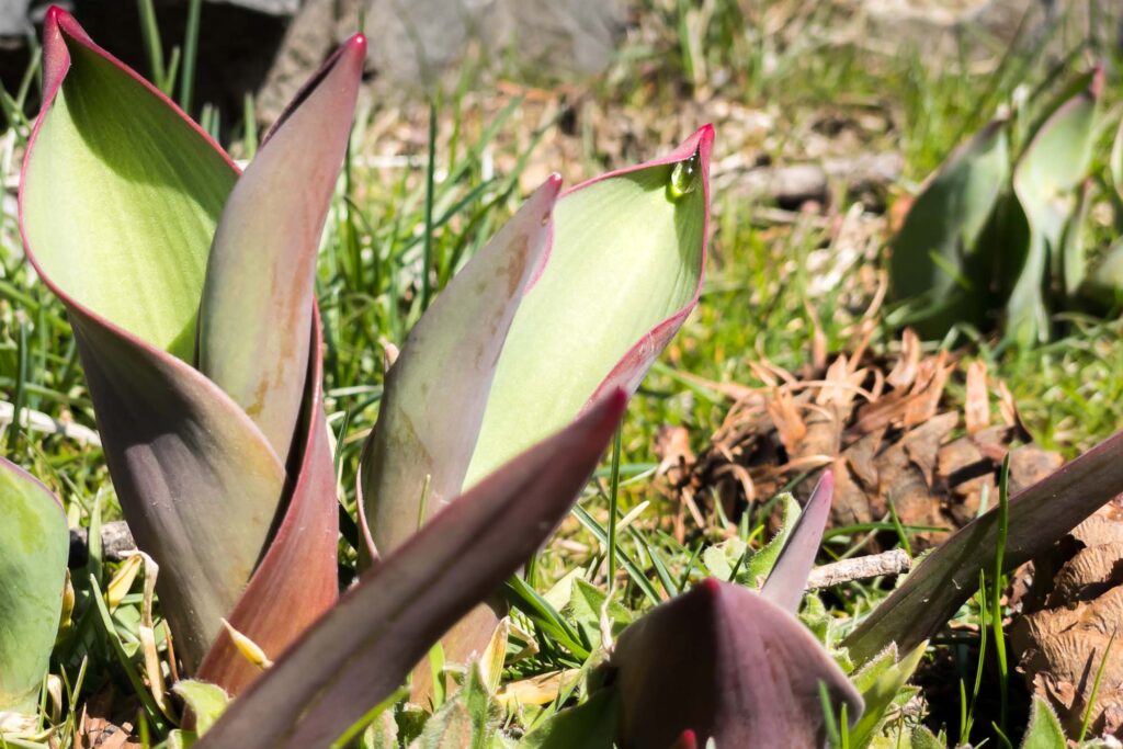 Photograph; A Didier Tulip sprouts on a lawn with a single dewdrop in the afternoon sun.