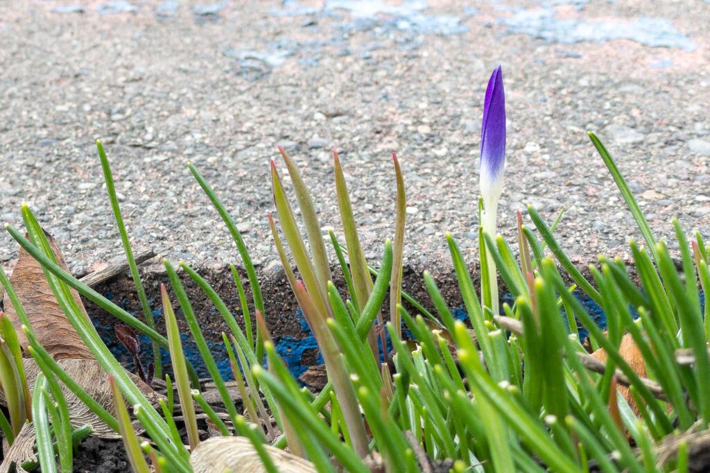 Photograph; a purple crocus bloom not yet open next to a stepping stone with a few patches of blue paint remaining. 