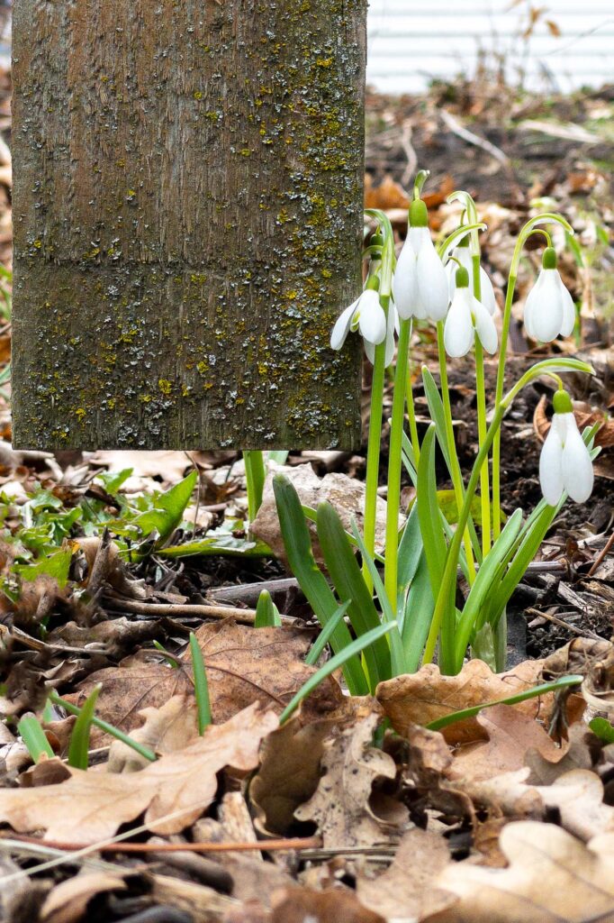 Photograph; snowdrops in bloom next to a fence picket with no snow.