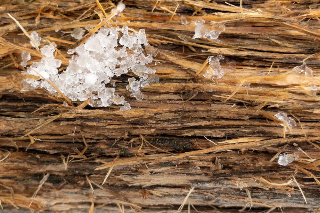 Photograph; Melting ice from after an early spring storm and tattered wood.