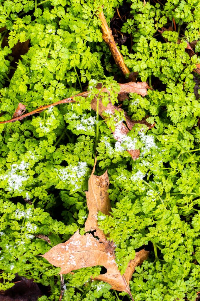 Photograph; Early spring Bur Chervil growing sound last autumn leaves.