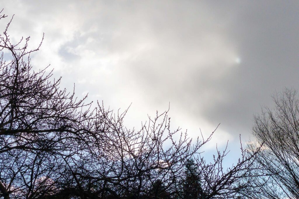 Photograph; Rain clouds moving in filtering the sun over budding trees silhouetted in front of a blue sky. 