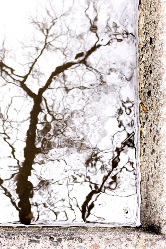 Photograph; trees reflected in a windblown pool water at the curb of a sidewalk.