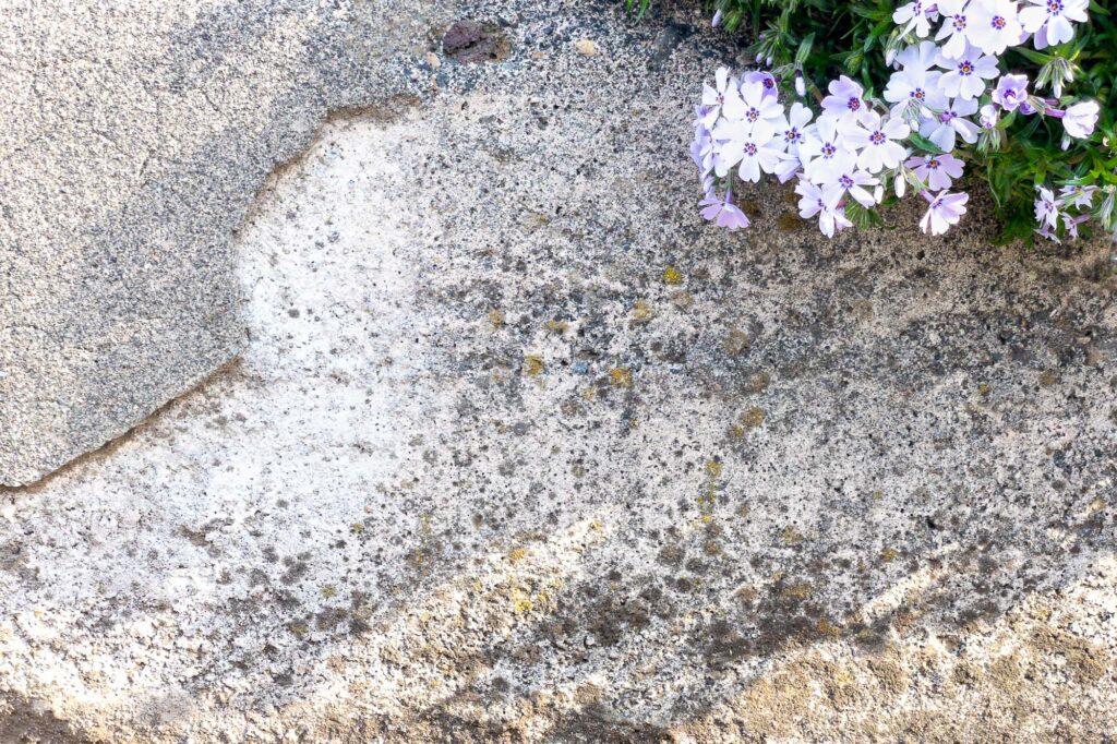 Photograph; flowers in bloom hang over a weathered concrete wall.