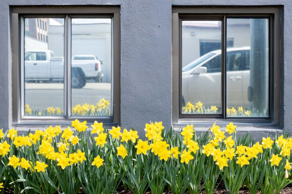 Photograph; a garden bed full of daffodils below two windows, reflecting cars parked on main street.