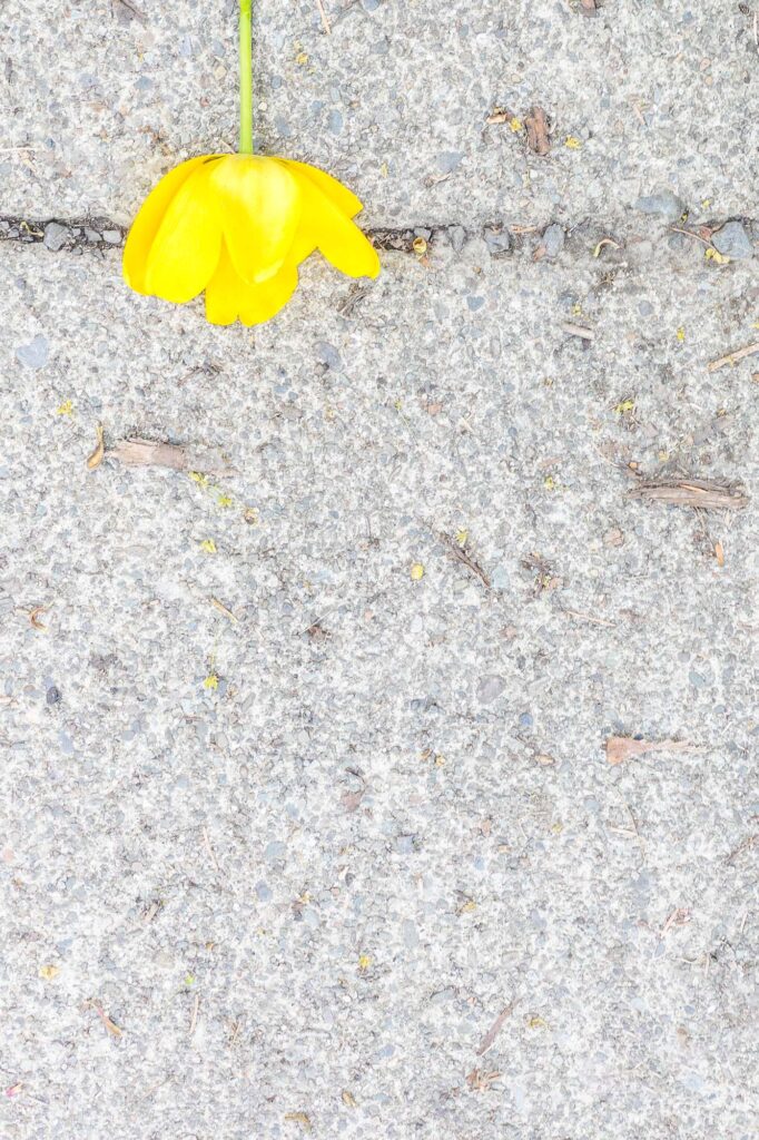 Photograph; a cut yellow tulip lies on a sidewalk.