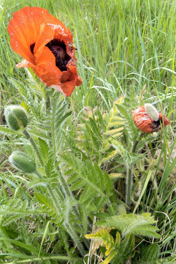 Photograph; an oriental poppy in a field of grass, it’s orange pedals wet and crumbled after a rain shower.