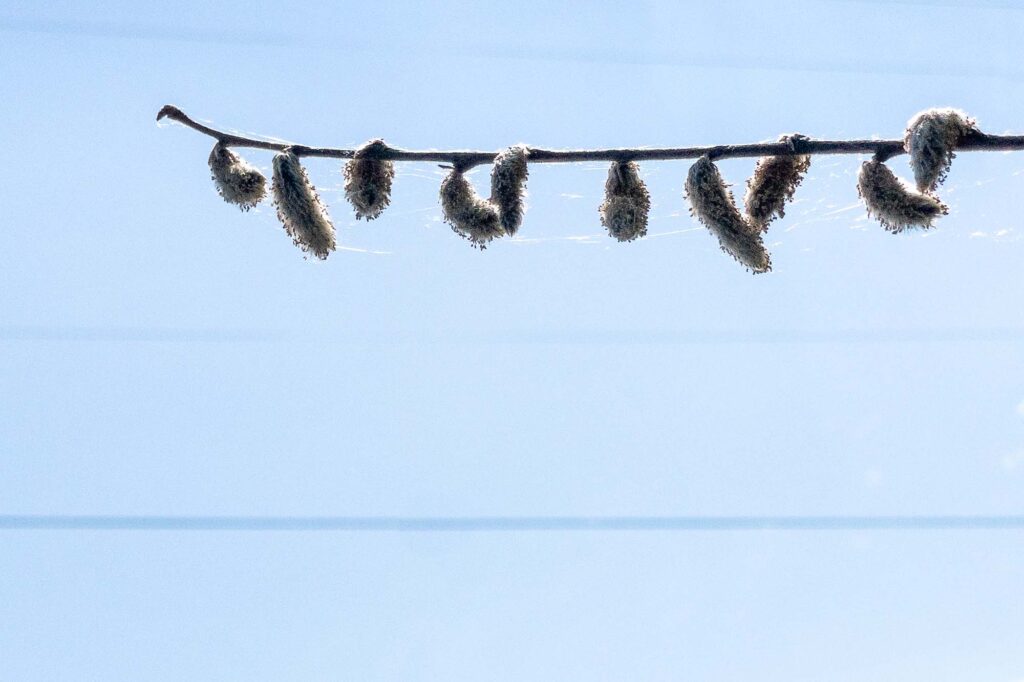 Photograph; Catkins on a branch with cobwebs under a blue sky with power lines in the background.