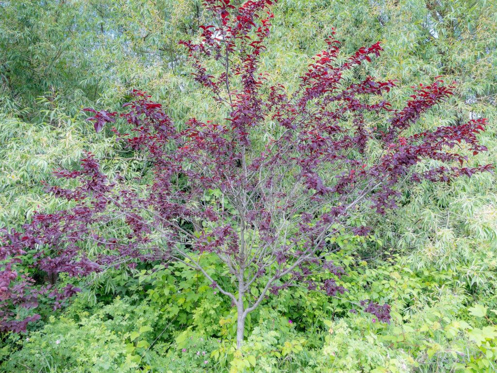 Photograph; A cherry plum tree surrounded by willow trees.