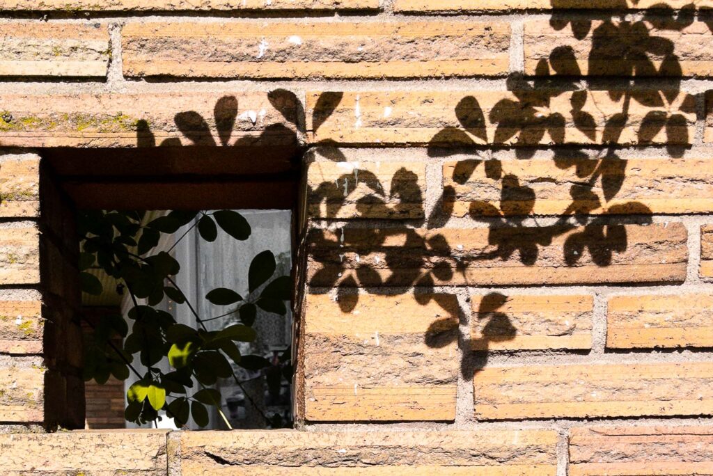 Photograph; through a hole, window,  in a brick wall is a vine growing catching a little sun, inside, while on the brick wall outside is its shadow.