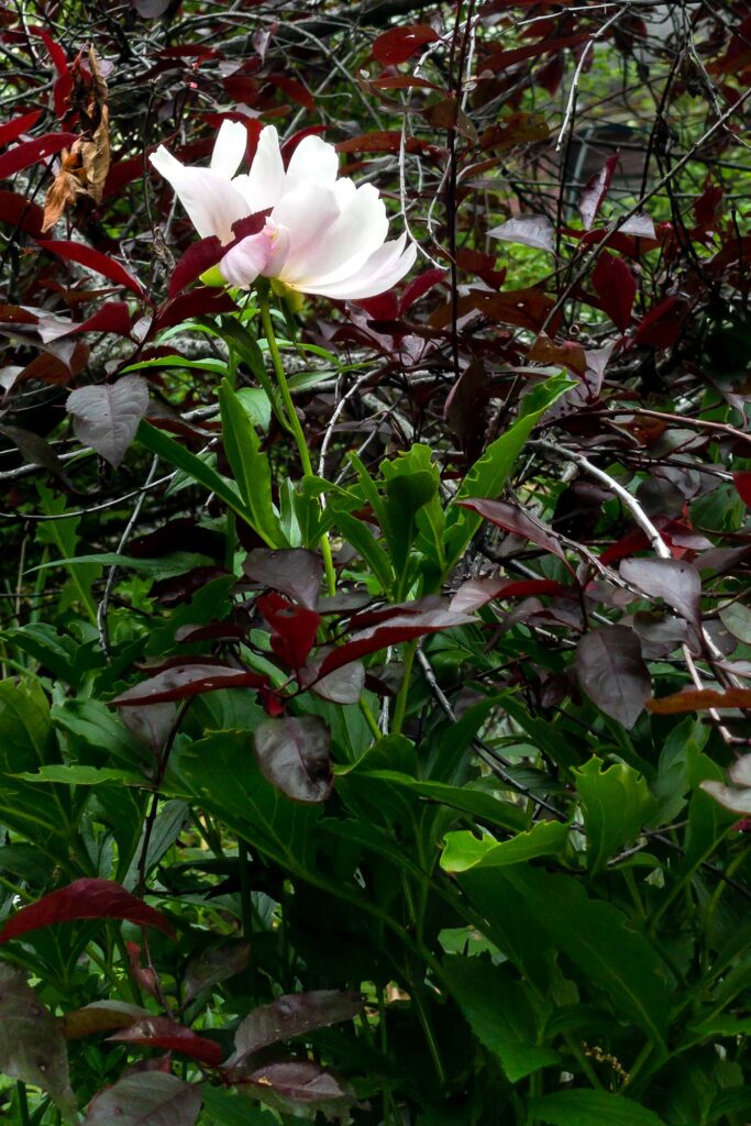 Photograph; A single peony in bloom in the garden in the evening.