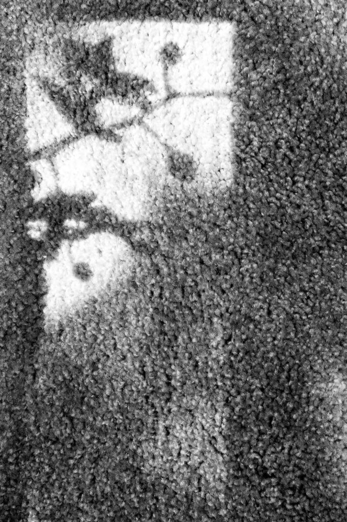 Black and White Photograph; sunlight through a window, casting a shadow on the carpet blooming orchids.