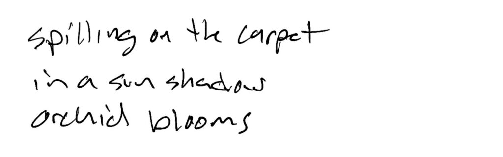 Haiku; spilling on the carpet / in a sun shadow /  orchid blooms