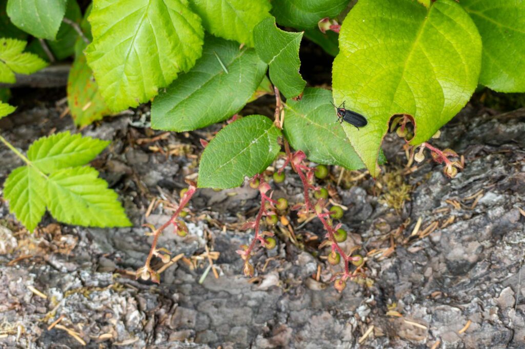 Photograph; A black beetle on the leaves of a snowberry bush in the shade.