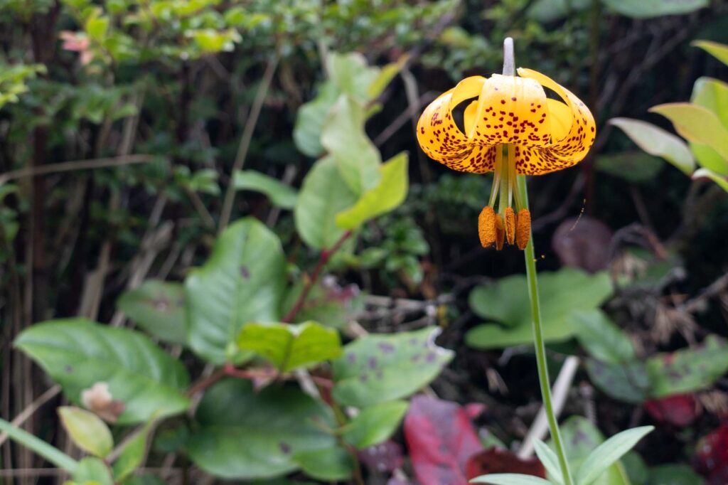 Photograph; An orange Columbia Lily in bloom.
