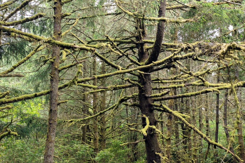 Photograph: A dead tree and another trees’s branches covered in dry moss.