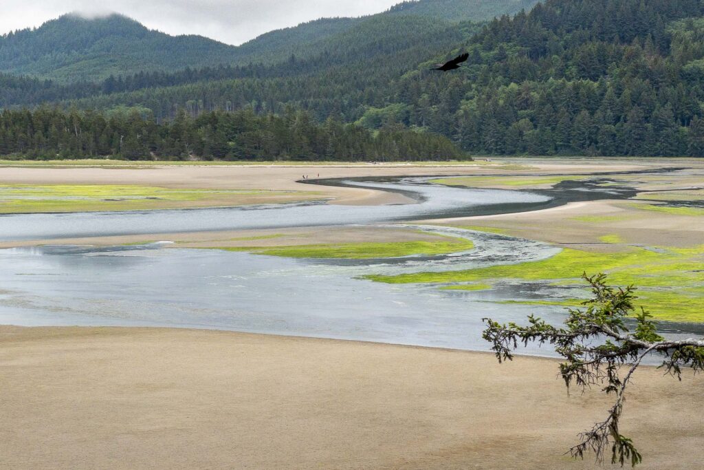 Photograph; A crow flies over Sand Lake estuary with people fishing in the distance at low tide.