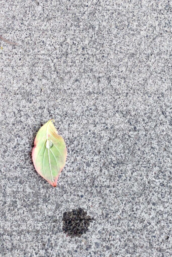 Photograph; On a driveway,  a drying leaf with a water droplet next to a water droplet soaking into the cement.