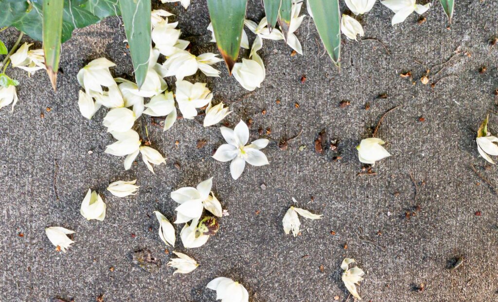 Photograph; Yucca blooms scattered  on a sidewalk below Yucca leaves. 
