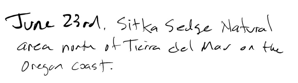 Title; June 23rd, Sitka Sedge Natural area north of Tierra Del Mar on the Oregon coast. 