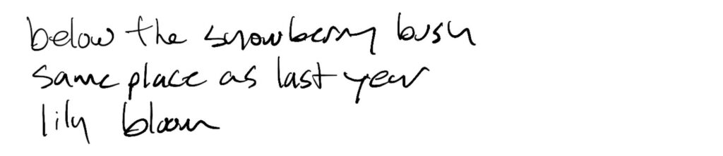 Haiku; below the snowberry bush / same place as last year / lily bloom