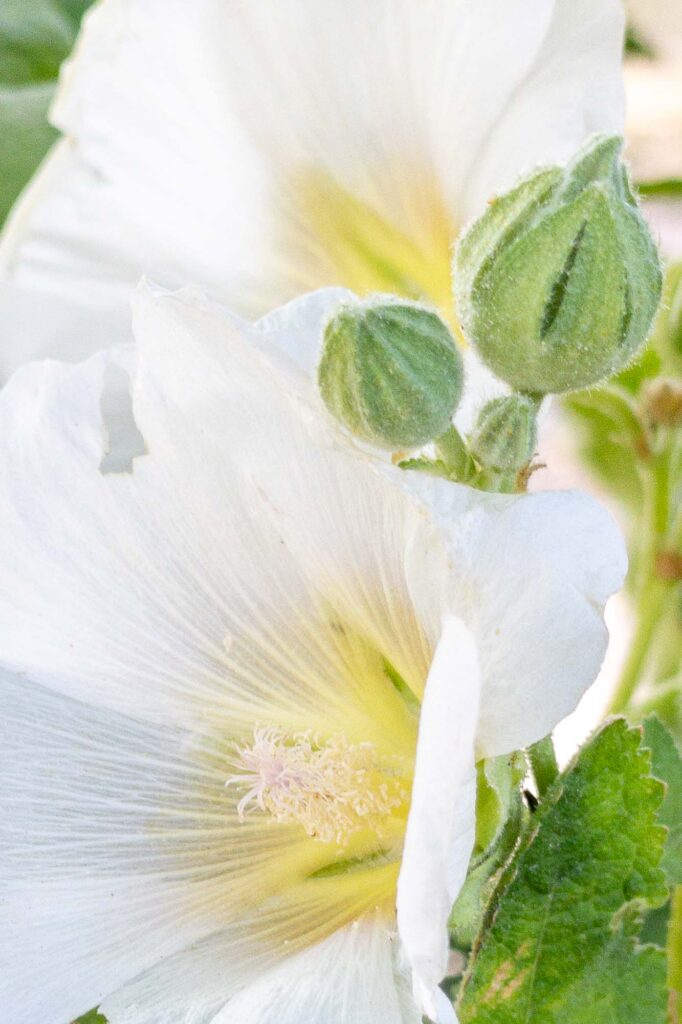 Photograph; Close up photograph of two hollyhock blooms and two hollyhock buds  