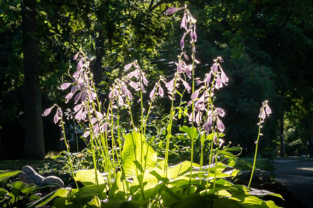 Photograph; a plantain lily, Hosta, in the bright sun, surrounded by shade.