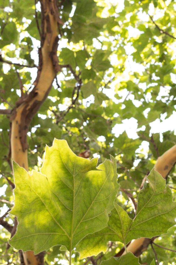 Photograph; close up of  London Plane tree leaf under branches shedding their bark.
