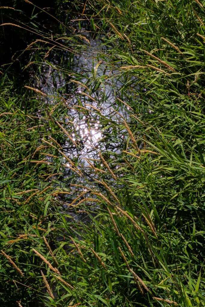 Photograph; Sparkles of sunlight and the sun reflected in ponding water in green summer grasses.