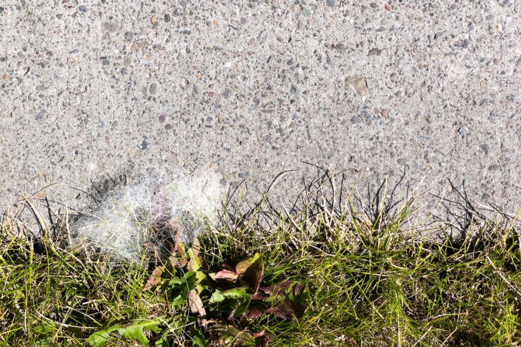 Photograph; a small bundle of white string hangs in the grasses at the edge of a sidewalk.