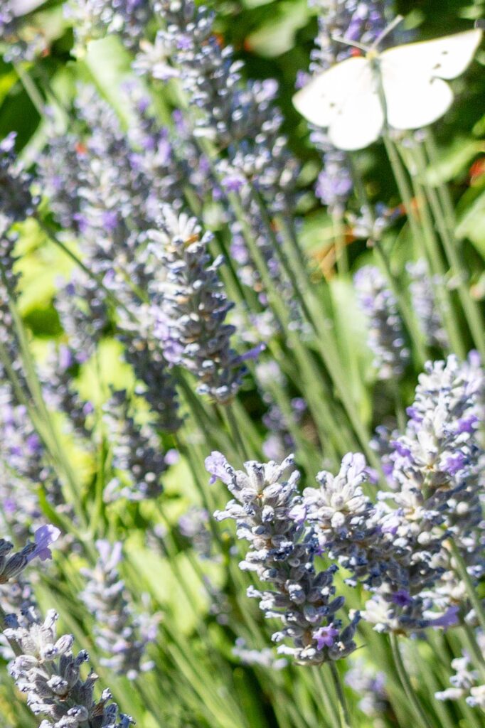 A photograph of blooming lavender, and a white butterfly in  the background slightly out of focus.