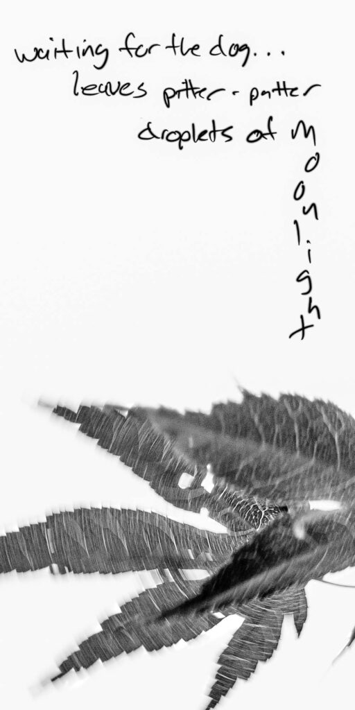 Haiga; A photograph of leaves, moving in a circular motion with the focus in the center, black and white, and a hand written Haiku; waiting for the dog / leaves pitter patter / droplets of moonlight
