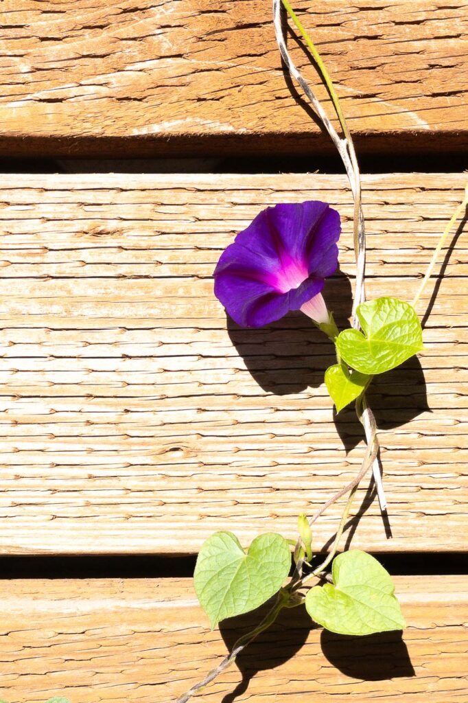 Photograph; In front of pressure treated wood, a morning glory vine with a purple bloom.