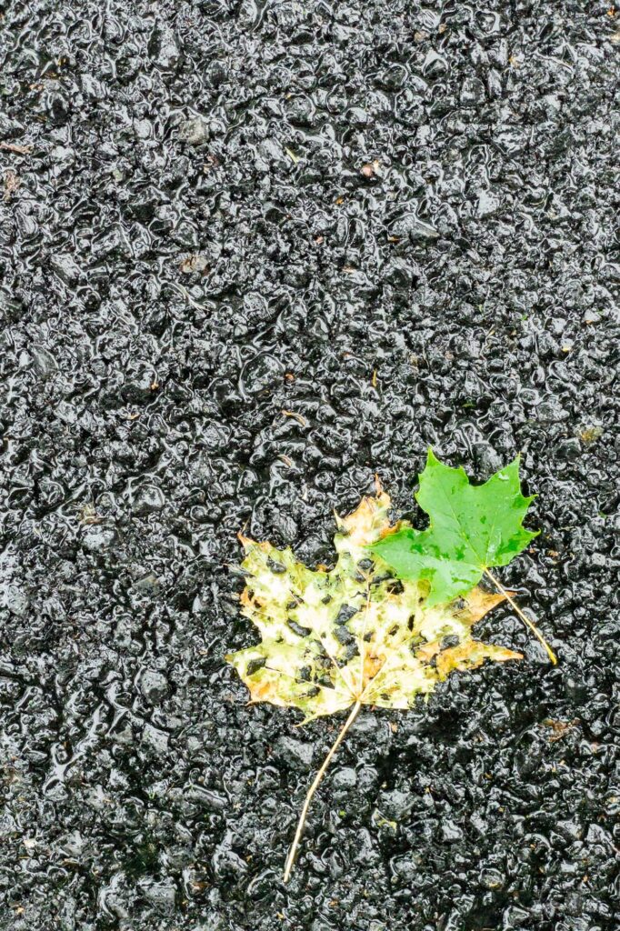 Photograph; on a recently tarred and chip sealed road a yellow dried leaf pressed with holes under a green leaf wet after a summer rain shower.