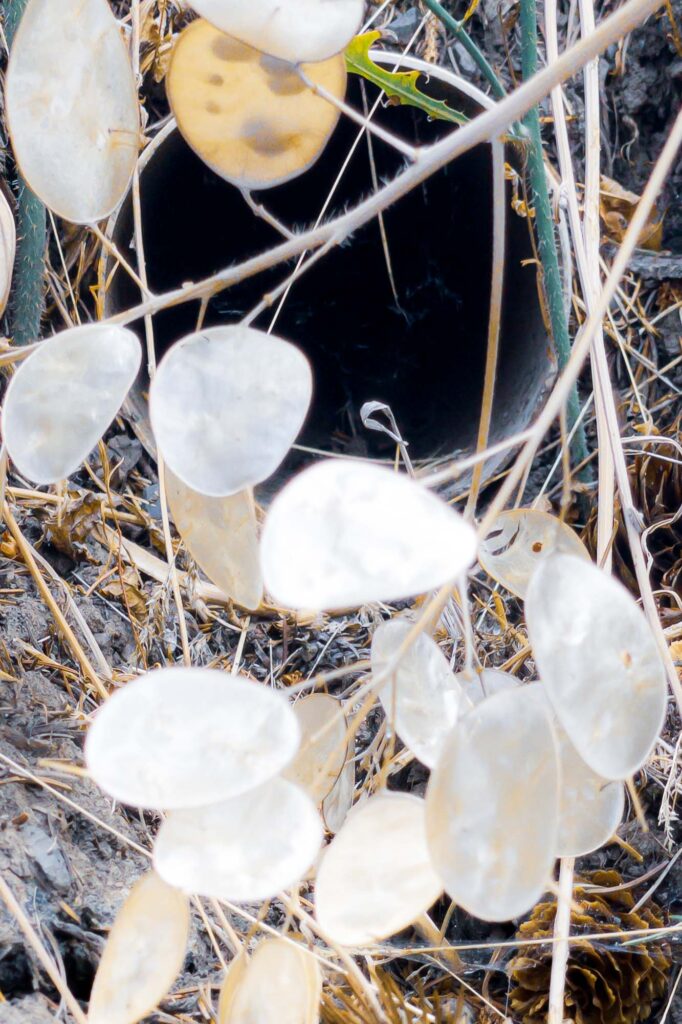 Photograph; Annual honesty seed pods at the end of downspout drain on a late summer day.