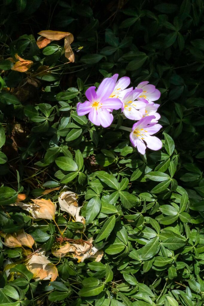 Photograph; In the garden at the end of the shade, autumn crocus is in bloom, surrounded by dried fallen leaves.