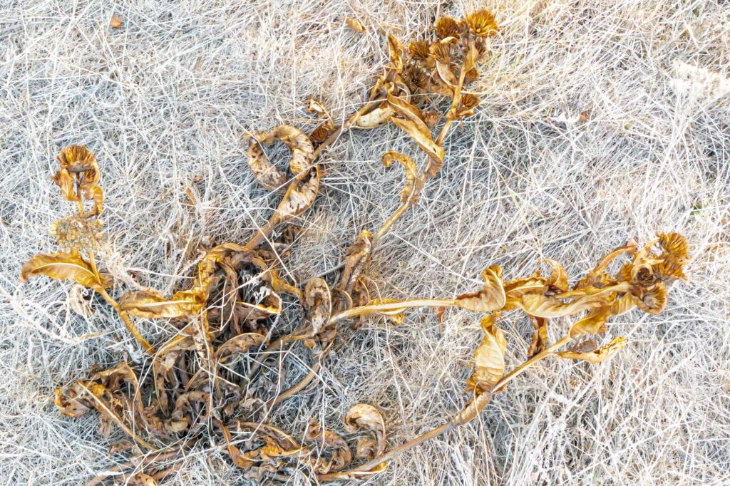 Photograph; a dried out plant, brittle, orange and brown, lying on a bed of dried colorless grasses.